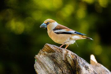 Hawfinch closeup