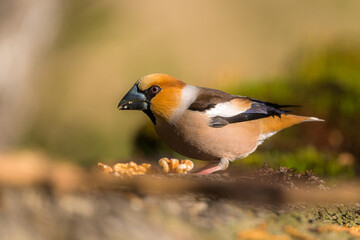Hawfinch closeup