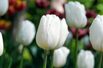 Bright white blooming tulips