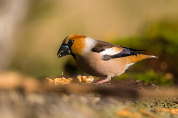 Hawfinch closeup