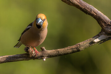 Hawfinch closeup