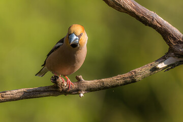 Hawfinch closeup