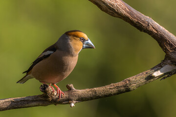 Hawfinch closeup