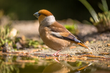 Hawfinch closeup