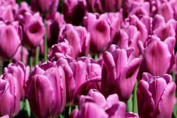 Obraz premium Bright lilac blooming tulips