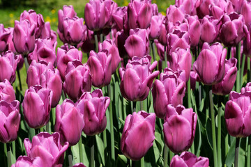 Obraz premium Bright lilac blooming tulips