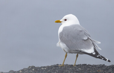 Black-legged Kittiwake - Seagull,Northern Norway,scandinavia,Europe