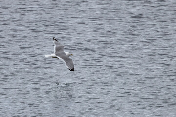 Fototapeta na wymiar Black-legged Kittiwake - Seagull in flight,Northern Norway,scandinavia,Europe