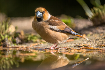 Hawfinch closeup