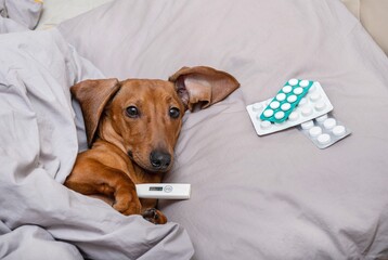 Dachshund hunting dog lies ill in bed with a digital thermometer in his mouth to measure the...