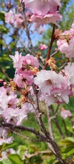Fototapeta premium pink blossom