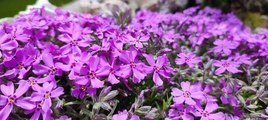 Obraz premium purple flowers in the garden