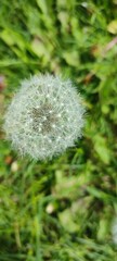 dandelion head