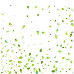 Leaves Green Falling Flying Foliage Leaf Tea Mint