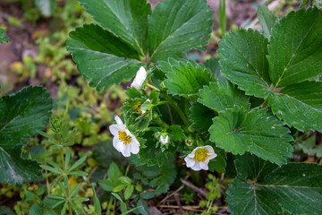 Strawberry plant in a garden with flowers.