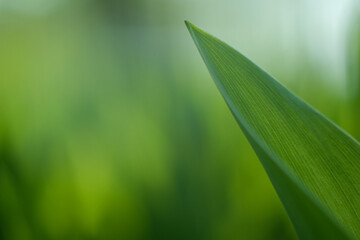 Translucent green leaf. Green background from vegetation. 
