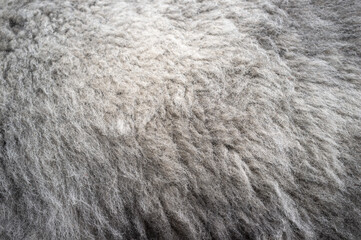 Close-up of soft warm alpaca wool. Valuable llama fur is considered practically waterproof and non-allergenic. Copy space. 