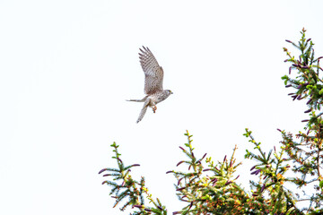 Bird of prey Common Buzzard, Buteo buteo, flying on coniferous spruce tree branch. Attack or Landing on spruce tree. Wildlife nature scene concept