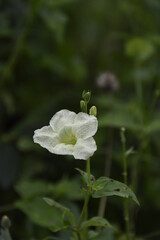 white flower in the garden