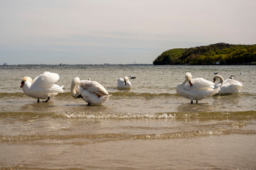 swans on the Baltic Sea