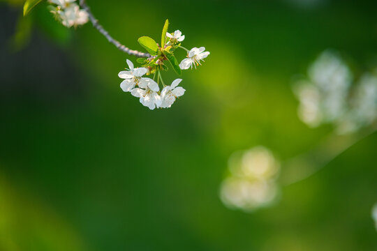 Blooming spring garden. Flowering twig on a background of green grass.
