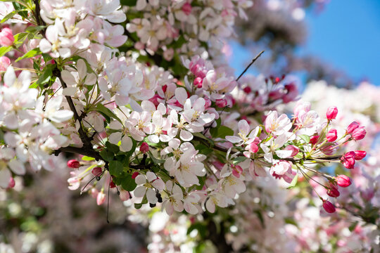blooming apple tree close-up in spring