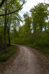 Droga w lesie 