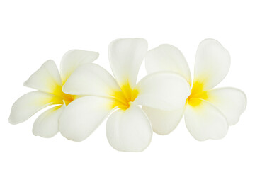 Obraz na płótnie Canvas Blooming yellow - white frangipani or plumeria rubra flowers isolated on white background, clipping path.