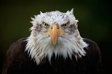 portrait of an american bald eagle