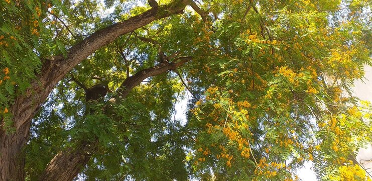 Tree under sunlight