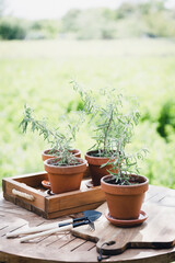 rosemary in pots