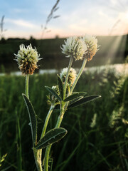 Obraz premium Summer sunny evening near the pond with field herbs. Ukraine.
