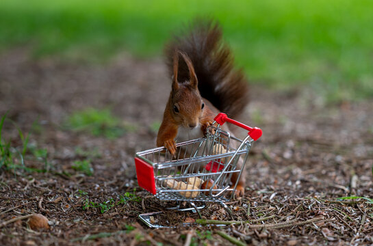 European red squirrel puts peanuts and hazelnuts in a shopping trolley.