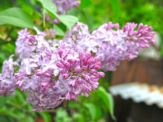 Obraz premium lush branches of purple lilac bloom in spring