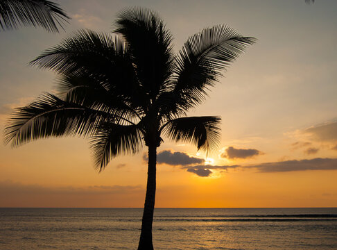 Silhouette of a Palm tree on a beach at sunset, Maui, Hawaii, USA