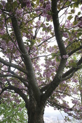 tree in spring