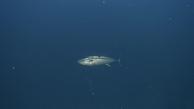 Two Dogtooth Tuna (Gymnosarda unicolor) swimming next to the reef, underwater scene.