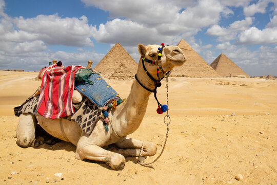 Camel lying down in front of Giza Pyramid Complex, Cairo, Egypt