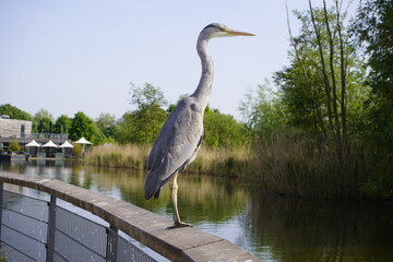 The Grey Heron (Ardea cinerea), is a wading bird of the heron family Ardeidae, native throughout temperate Europe and Asia and also parts of Africa, Uetrecht, Netherlands.

