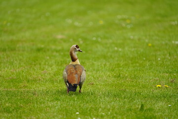 Egyptian goose (Alopochen aegyptiaca) Anatidae family. Uetrecht, Netherlands.