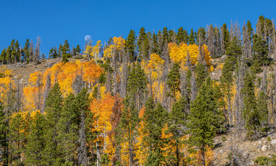 Aspens in Fall