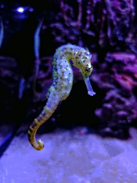 Close-up of a seahorse swimming in an aquarium