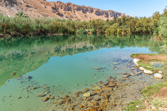 An oasis near the Dead Sea. A tropical nature reserve in the desert. Einot Tsukim, Ein Feshkha. High quality photo