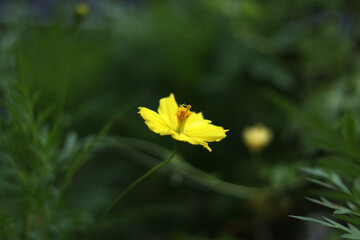 yellow leaf on a green background