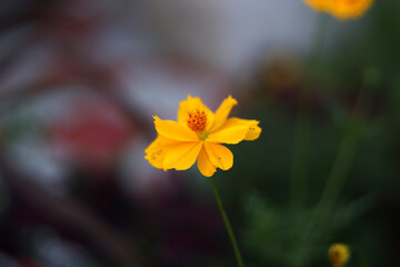 yellow flowers