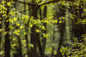 Fototapeta premium sous bois au printemps