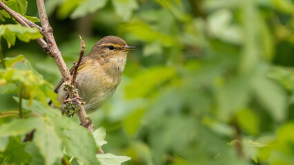 Chiffchaff (Phylloscopus collybita) perching on a branch in spring. Small European songbird, Norfolk, UK.