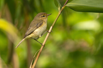 Chiffchaff (Phylloscopus collybita) perching on a branch in spring. Cute warbler species.
