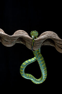 Temple pit viper on piece of wood making a heart shape with its body, Indonesia