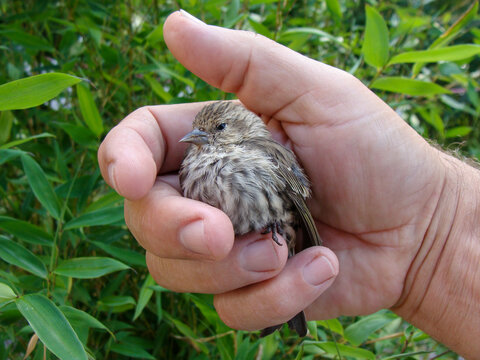 Close-Up of a man holding a sparrow in his hand, British Columbia, Canada
